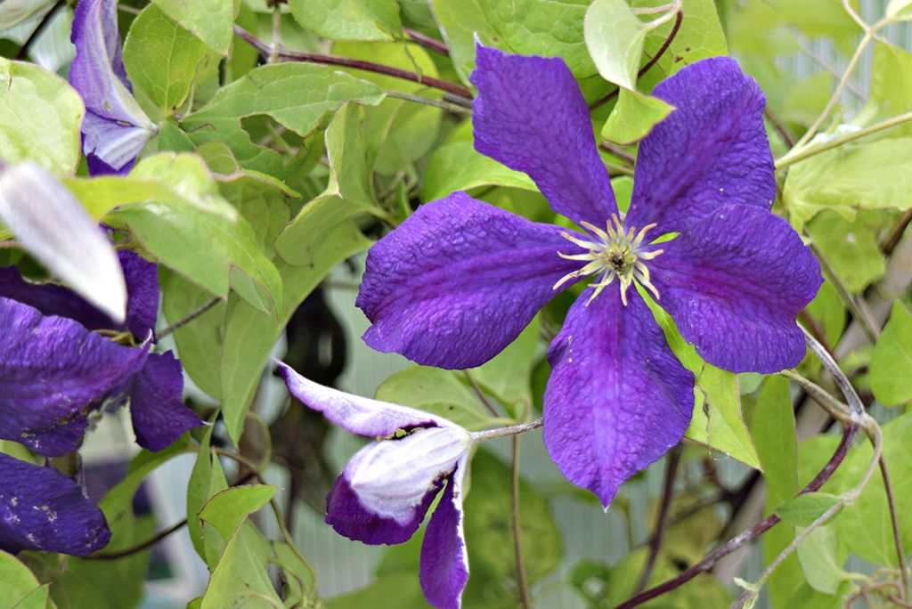 dettaglio fiori clematis