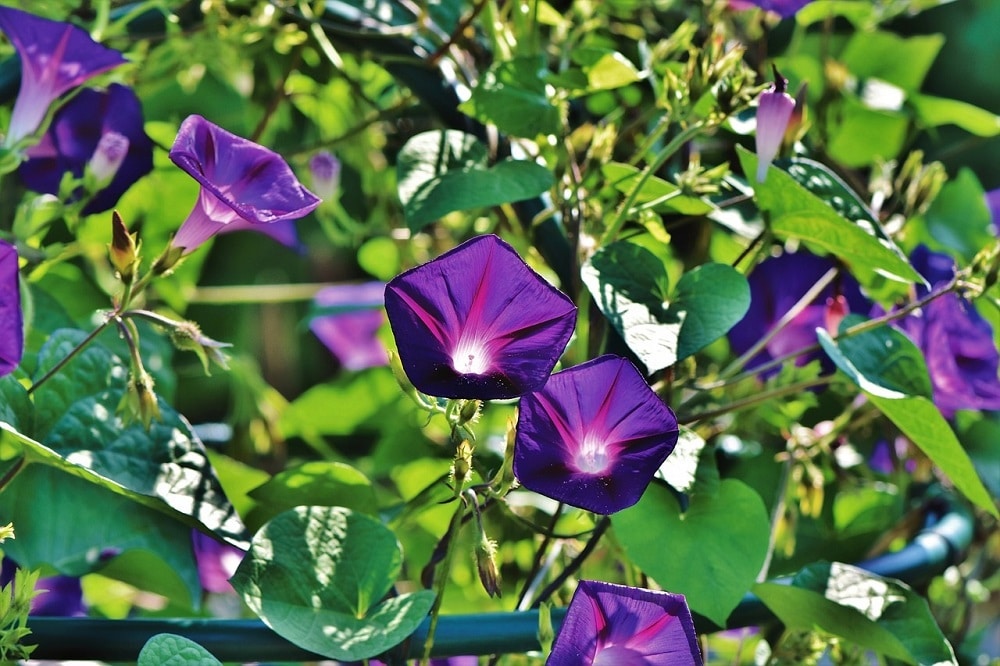fiori di ipomea
