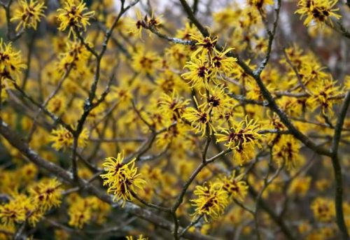 fiori di hamamelis