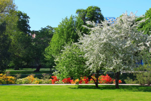 parco con alberi
